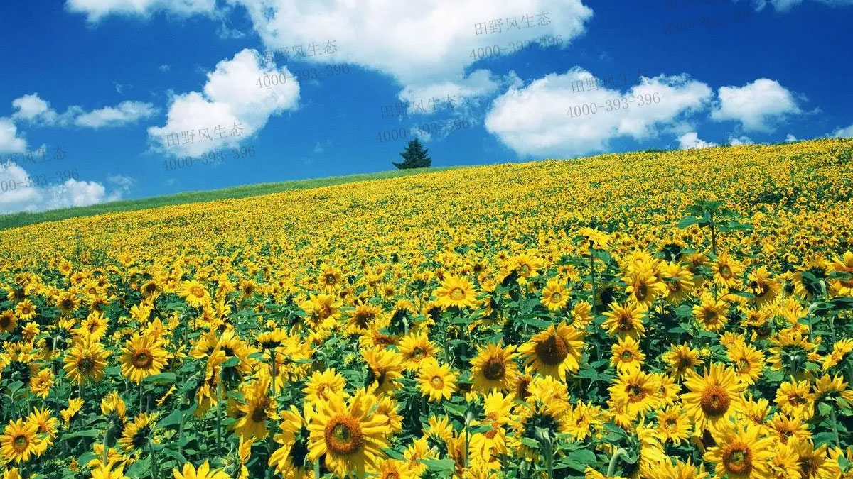 向日葵種子 向日葵種子