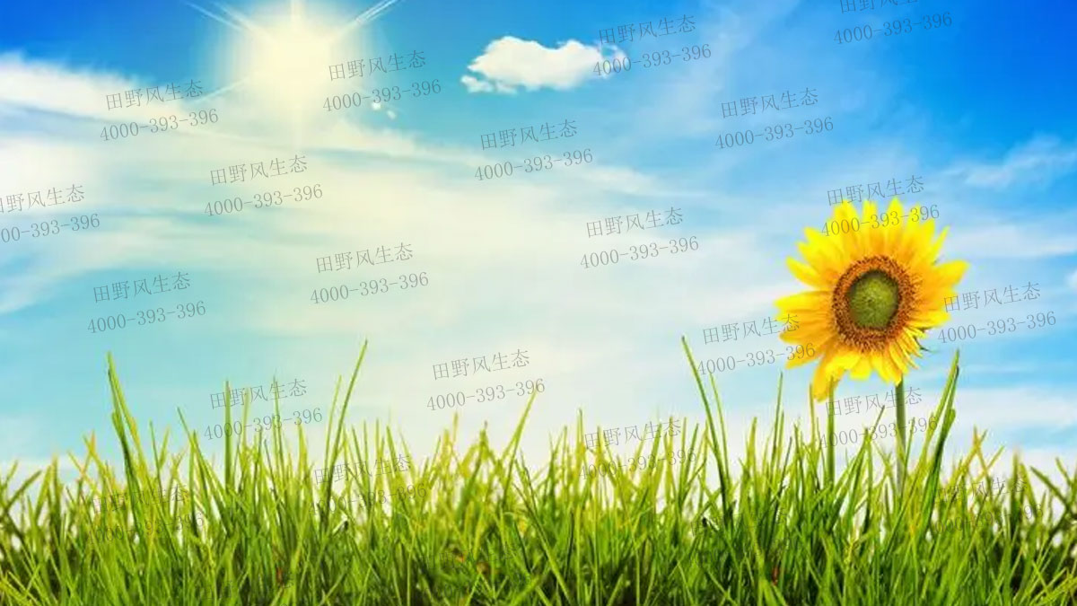 向日葵種子 向日葵種子