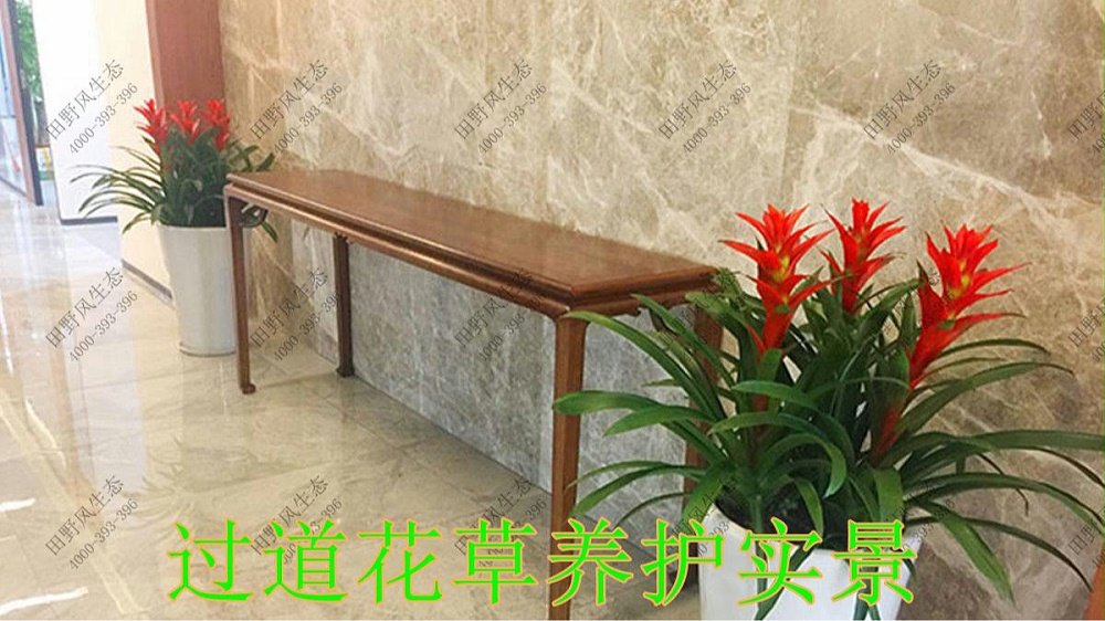 廣東平安保險(xiǎn)綠植租擺案例 廣東平安保險(xiǎn)綠植租擺案例