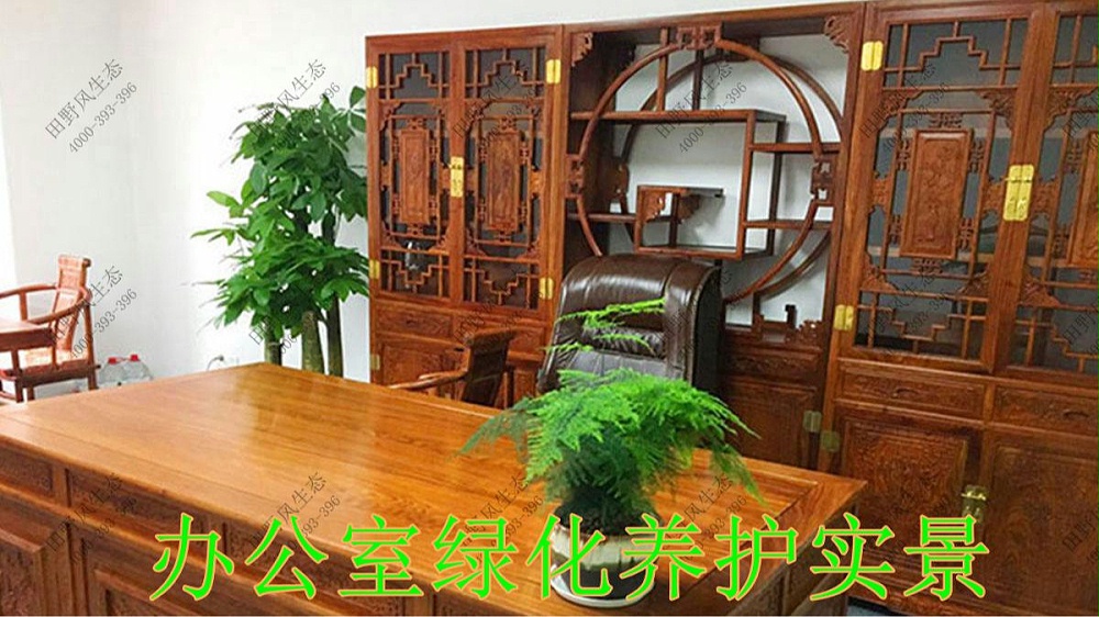 廣東平安保險(xiǎn)綠植租擺案例 廣東平安保險(xiǎn)綠植租擺案例