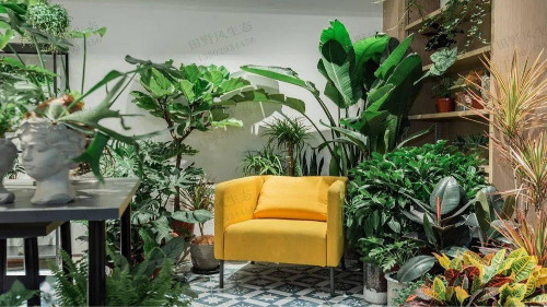 廣州羊城創(chuàng)意產(chǎn)業(yè)園植物租擺 廣州羊城創(chuàng)意產(chǎn)業(yè)園植物租擺