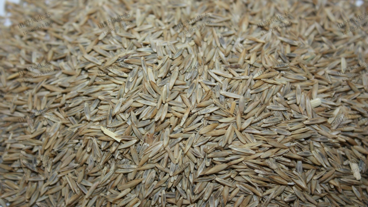 黑麥草種子價格多少錢一斤？