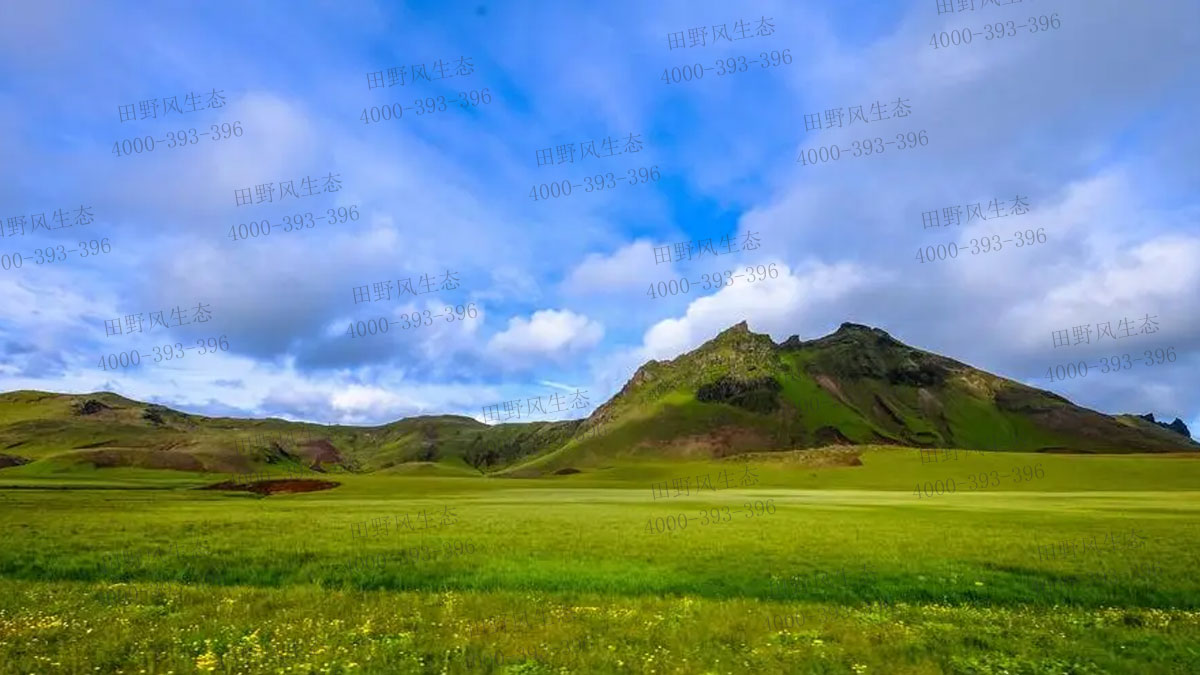 草坪種子 草坪種子