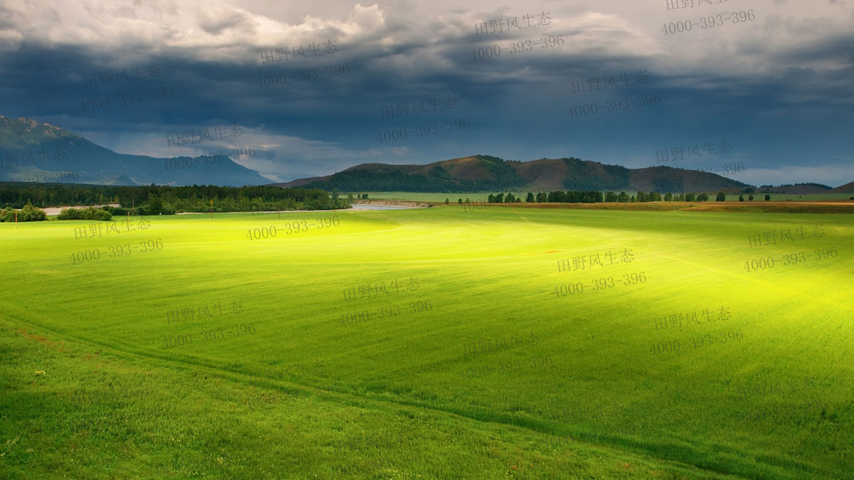 草坪種子 草坪種子