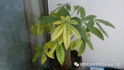 家養(yǎng)發(fā)財(cái)樹(shù)-室內(nèi)綠植