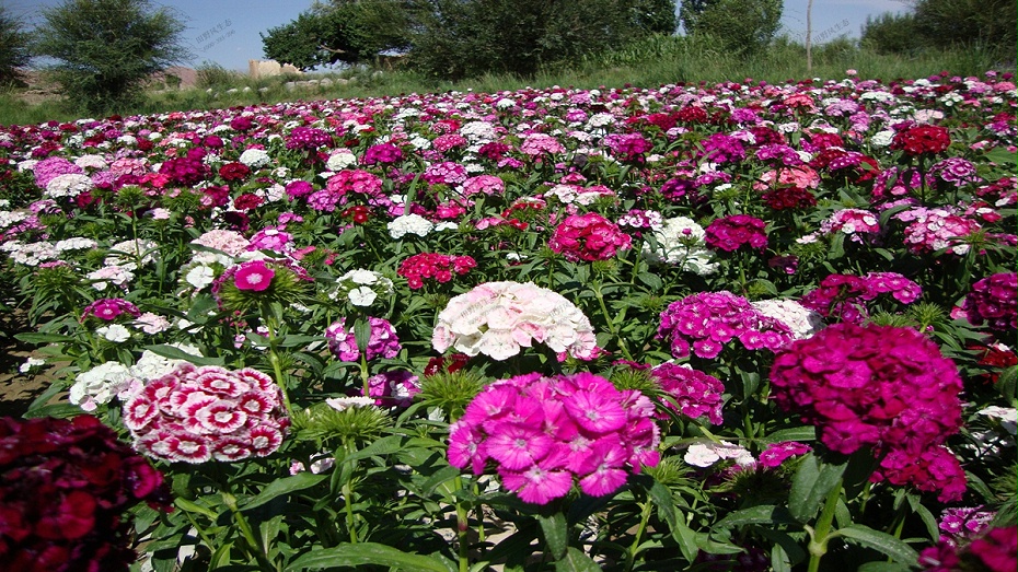 石竹花卉花種子