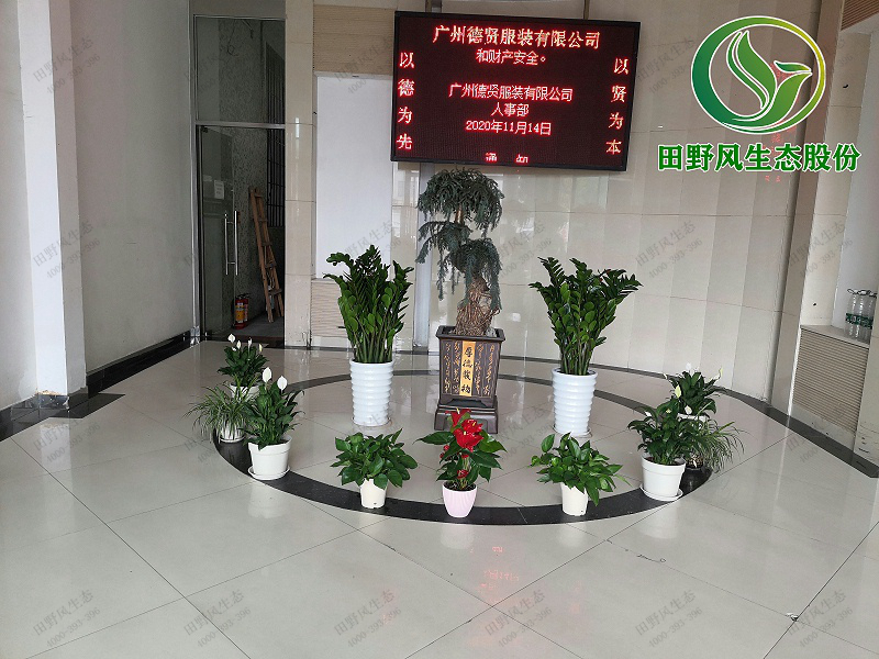 公司租綠植,公司花卉租賃