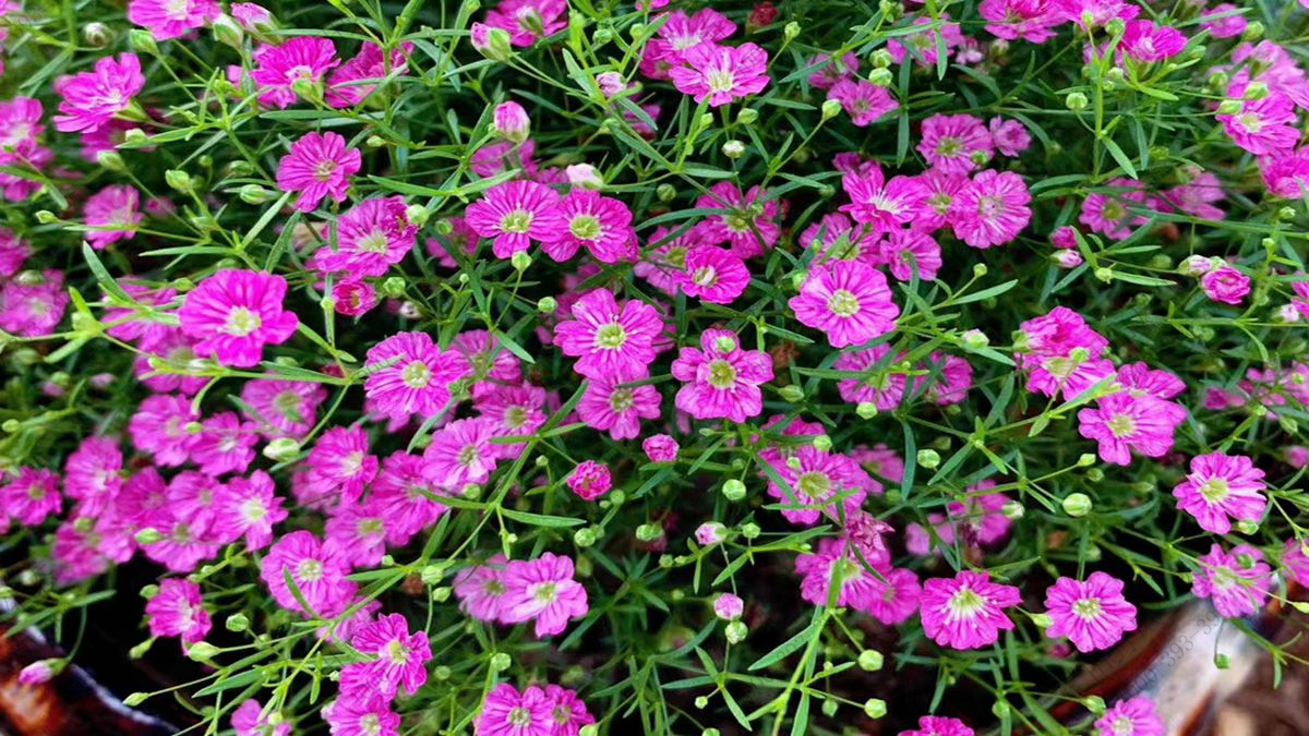 滿天星種子 滿天星種子