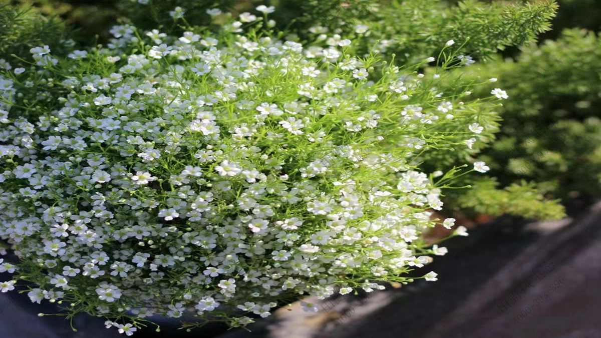 滿天星種子 滿天星種子