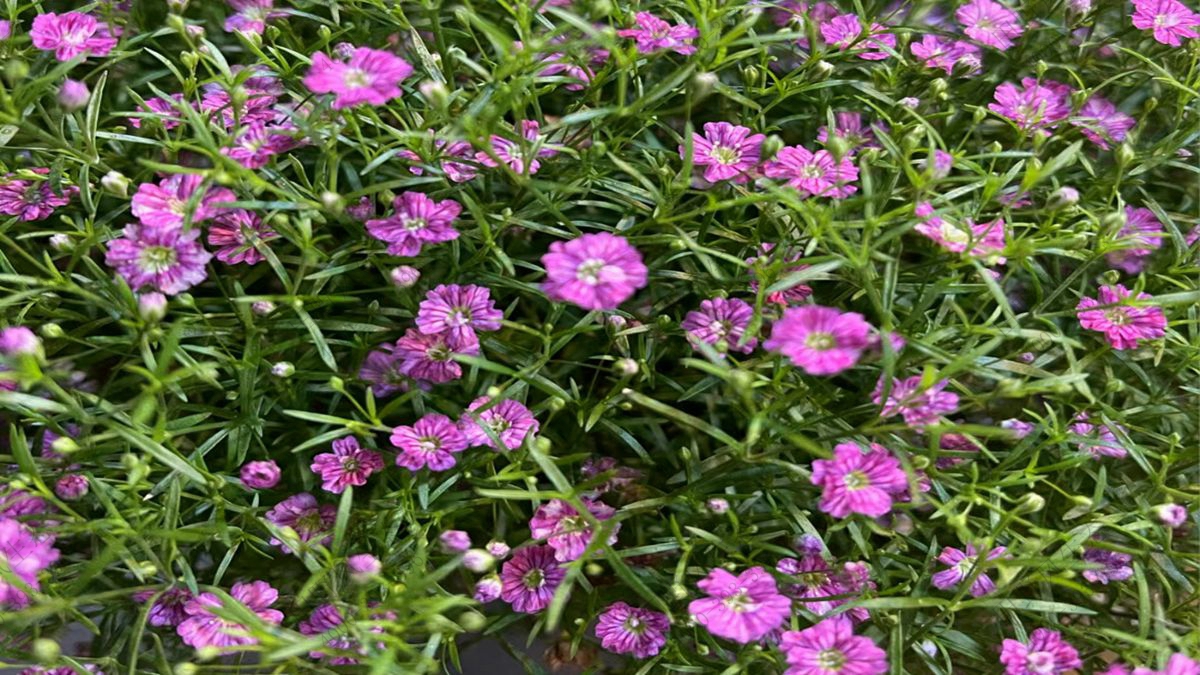 滿天星種子 滿天星種子