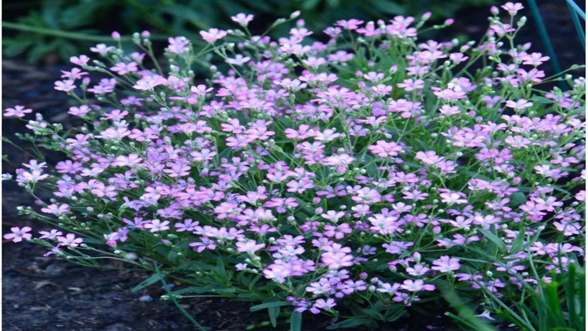 滿天星種子 滿天星種子