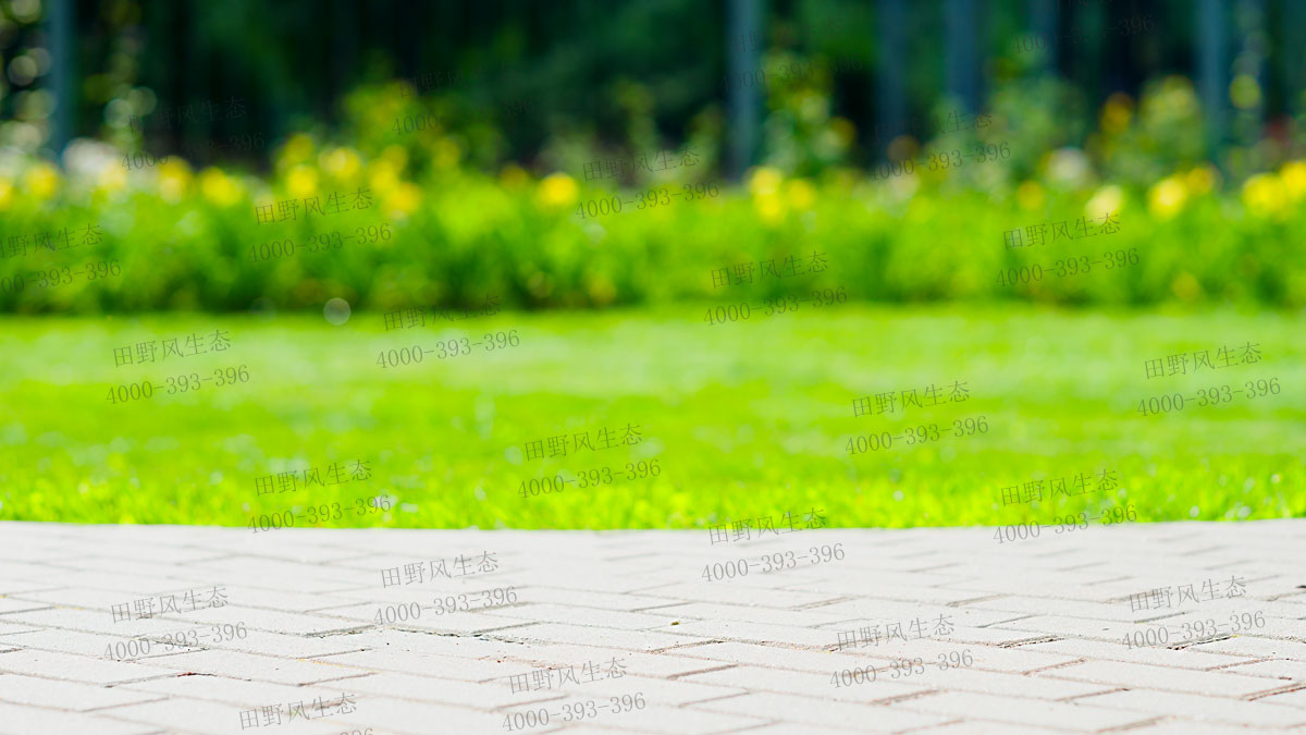 四季青種子 四季青種子