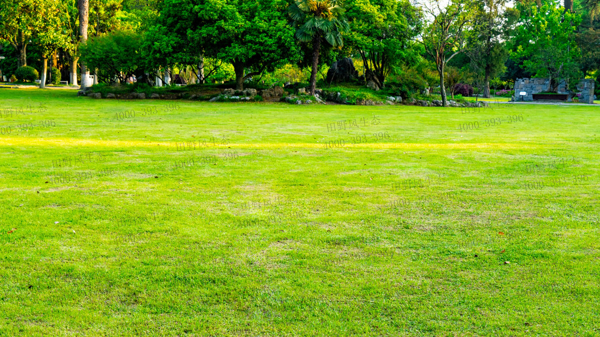 四季青種子 四季青種子