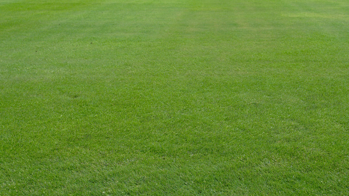 四季青種子 四季青種子