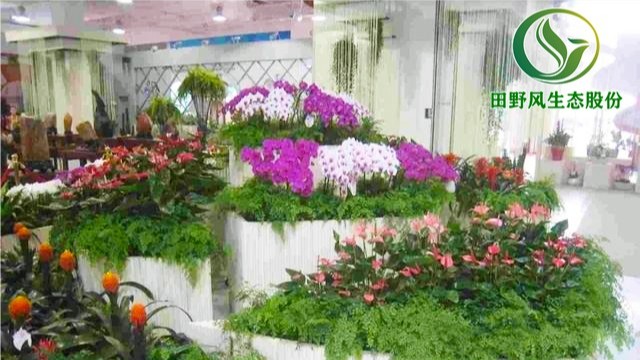 海景集團(tuán)年花訂購配送服務(wù)