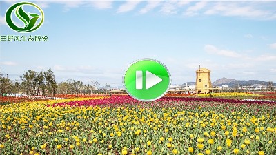 休閑農(nóng)業(yè)景觀(guān)花海視頻