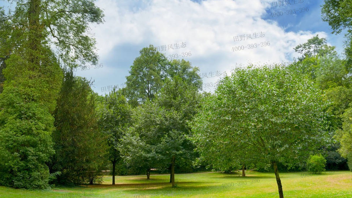 草坪種子 草坪種子