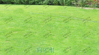 邊坡綠化用的是什么草種？