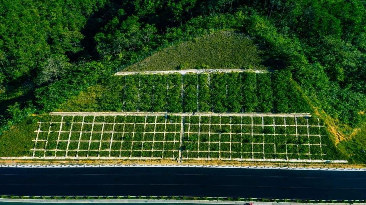 云茂高速邊坡綠化效果 云茂高速邊坡綠化效果