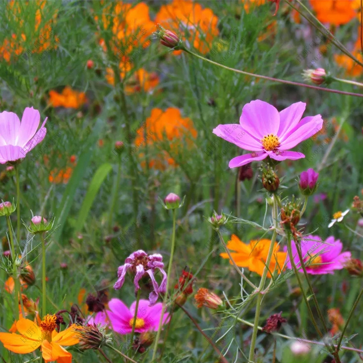 花種子批發(fā) 花種子批發(fā)