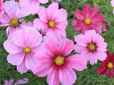 怎樣才能種植好的，生長(zhǎng)茂密的波斯菊？播種對(duì)時(shí)間也很重要！