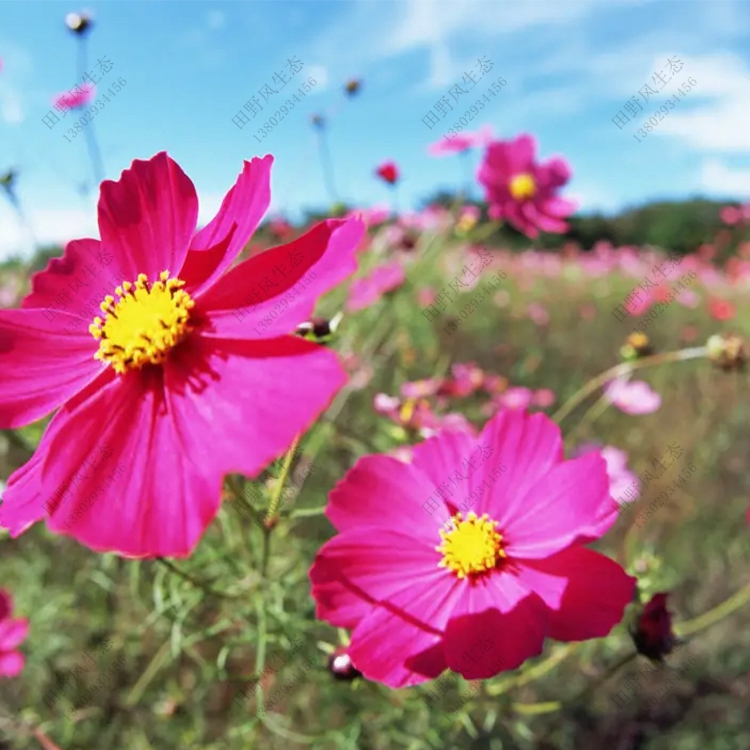 波斯菊種子 波斯菊種子