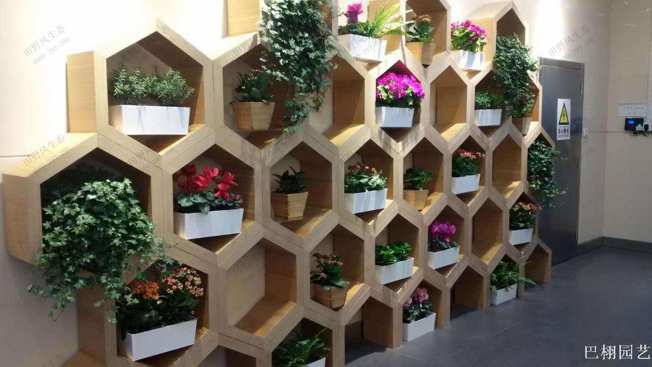 植物租擺，綠植租賃