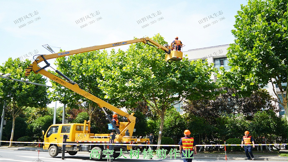 4高空大樹修剪作業(yè) 4高空大樹修剪作業(yè)