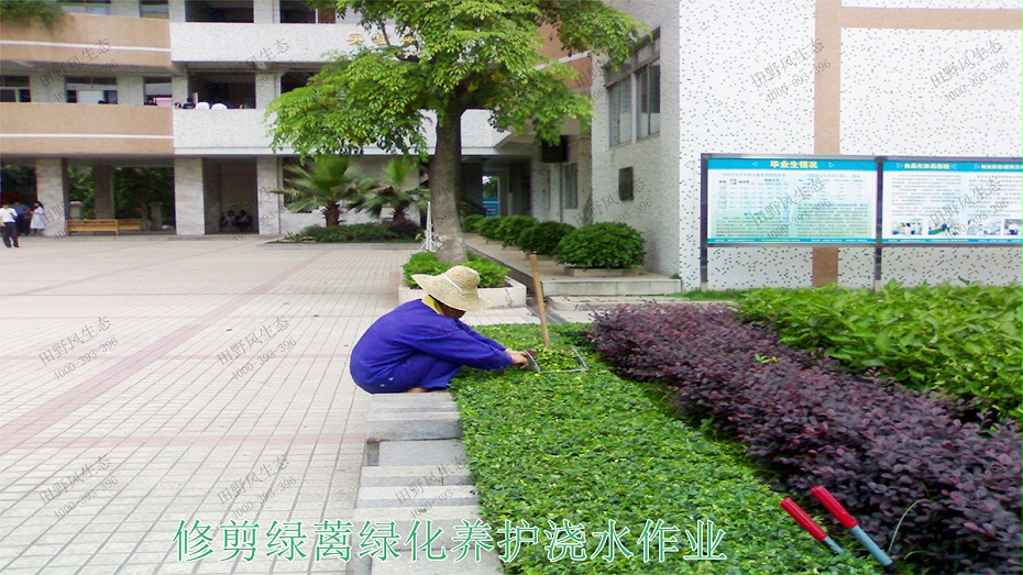 4修剪綠蘺綠化養(yǎng)護澆水作業(yè) 4修剪綠蘺綠化養(yǎng)護澆水作業(yè)