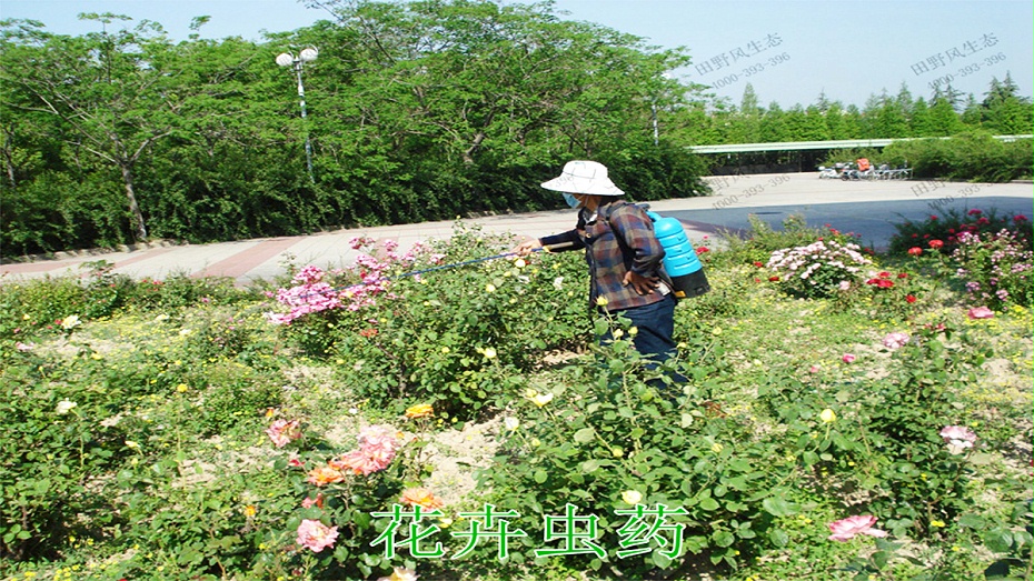 5花卉蟲藥 5花卉蟲藥