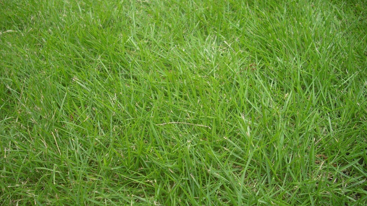 百喜草種子適合做草坪草種嗎？