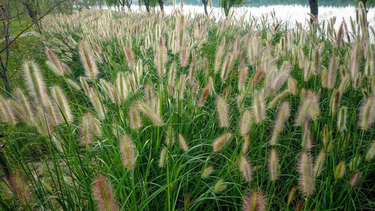 狼尾草草種草籽種植