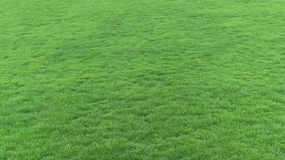 常用的草坪草種子有哪些？該怎樣去種植?