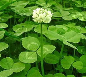 白三葉草的種植和收獲需要注意哪些問題？_