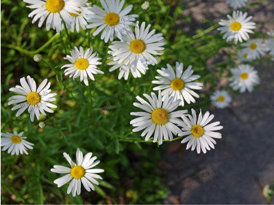 西洋濱菊的栽培方法技巧，簡單易懂！