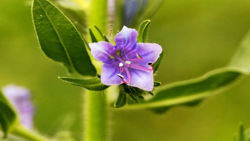 藍薊種子批發(fā)