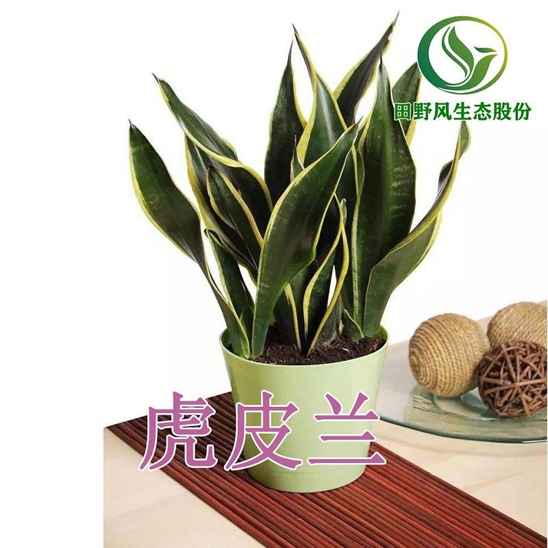 綠植租擺，植物租賃