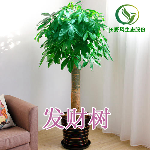 綠植租擺，植物租賃