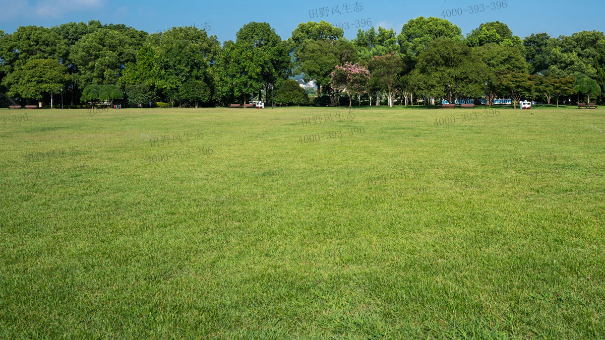 草坪種子 草坪種子