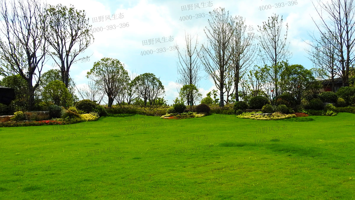 草坪種子 草坪種子