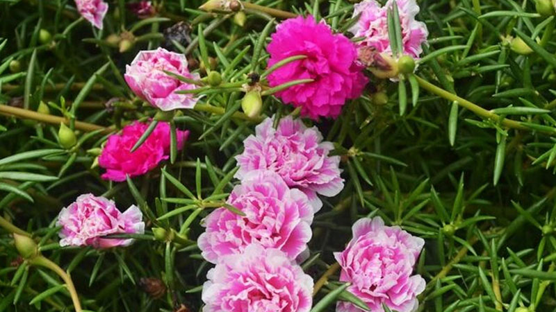 太陽(yáng)花 太陽(yáng)花