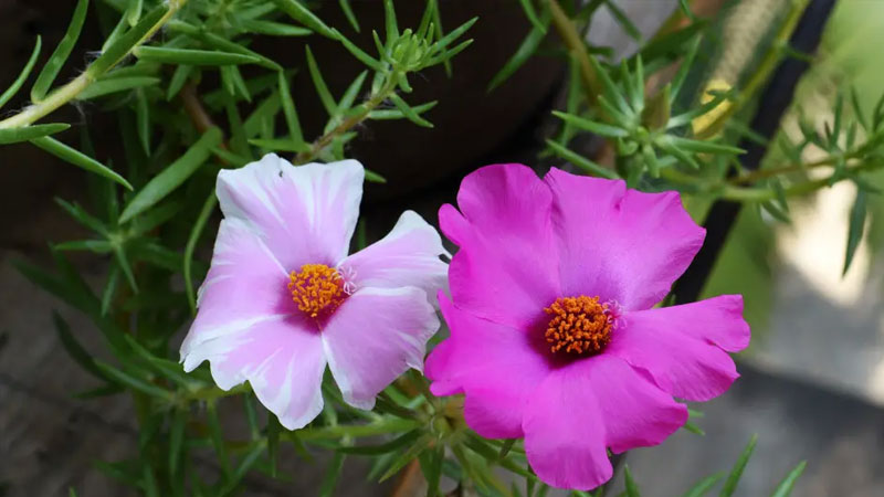 太陽(yáng)花 太陽(yáng)花