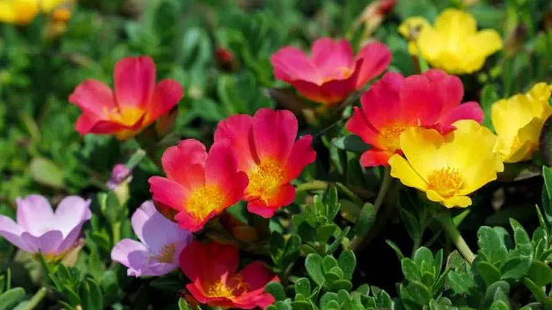 太陽(yáng)花 太陽(yáng)花