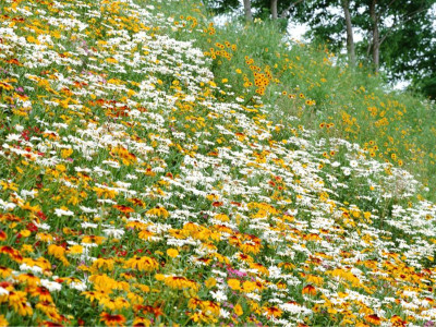 什么是野花組合？野花組合如何播種？