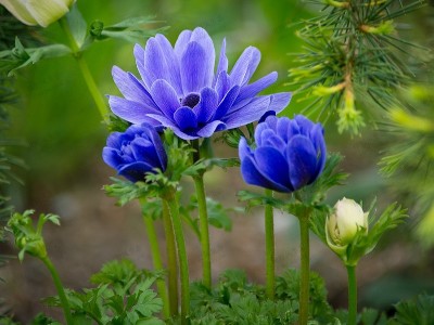 好的花卉種子應(yīng)具備哪些條件？