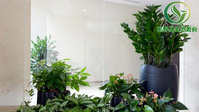 綠植您還需要自己購買嗎？不如換種方式，綠植花卉出租！