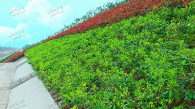 邊坡綠化的作用是什么？