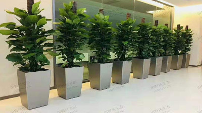 綠植租擺 綠植租擺