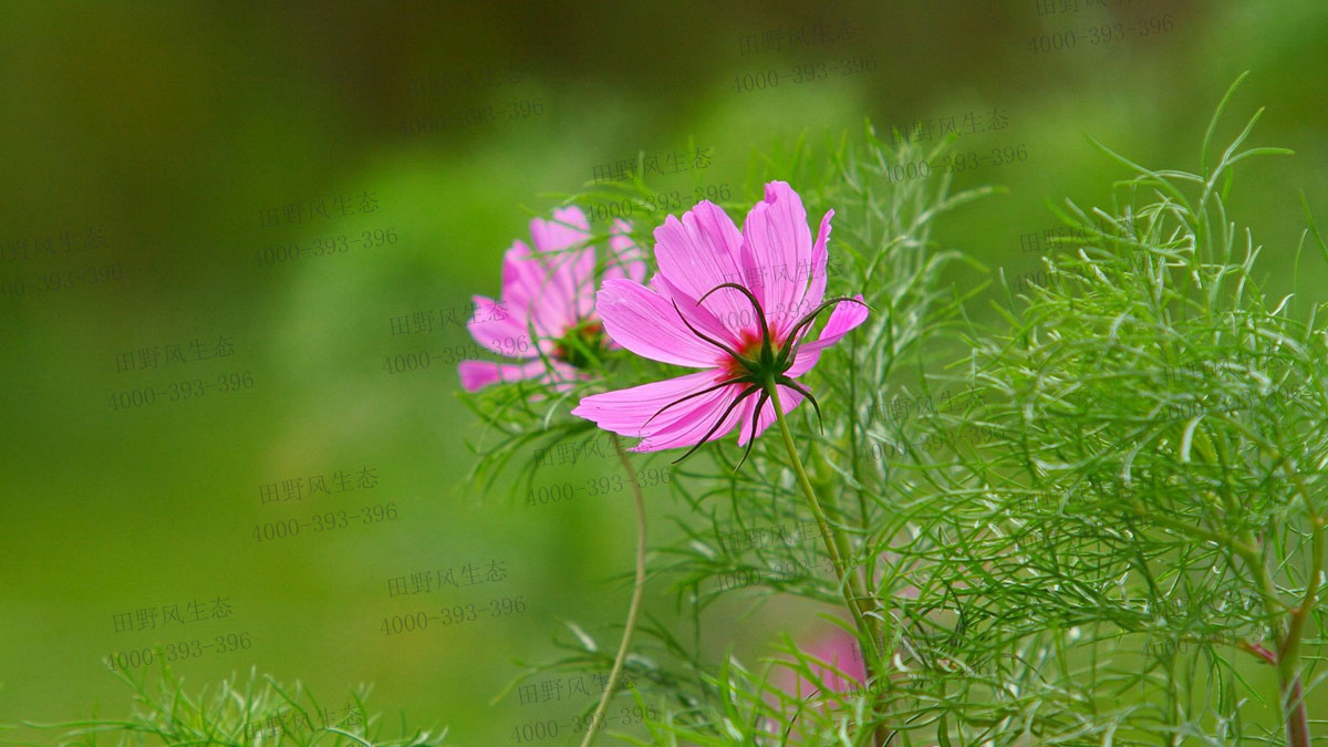 波斯菊種子 波斯菊種子