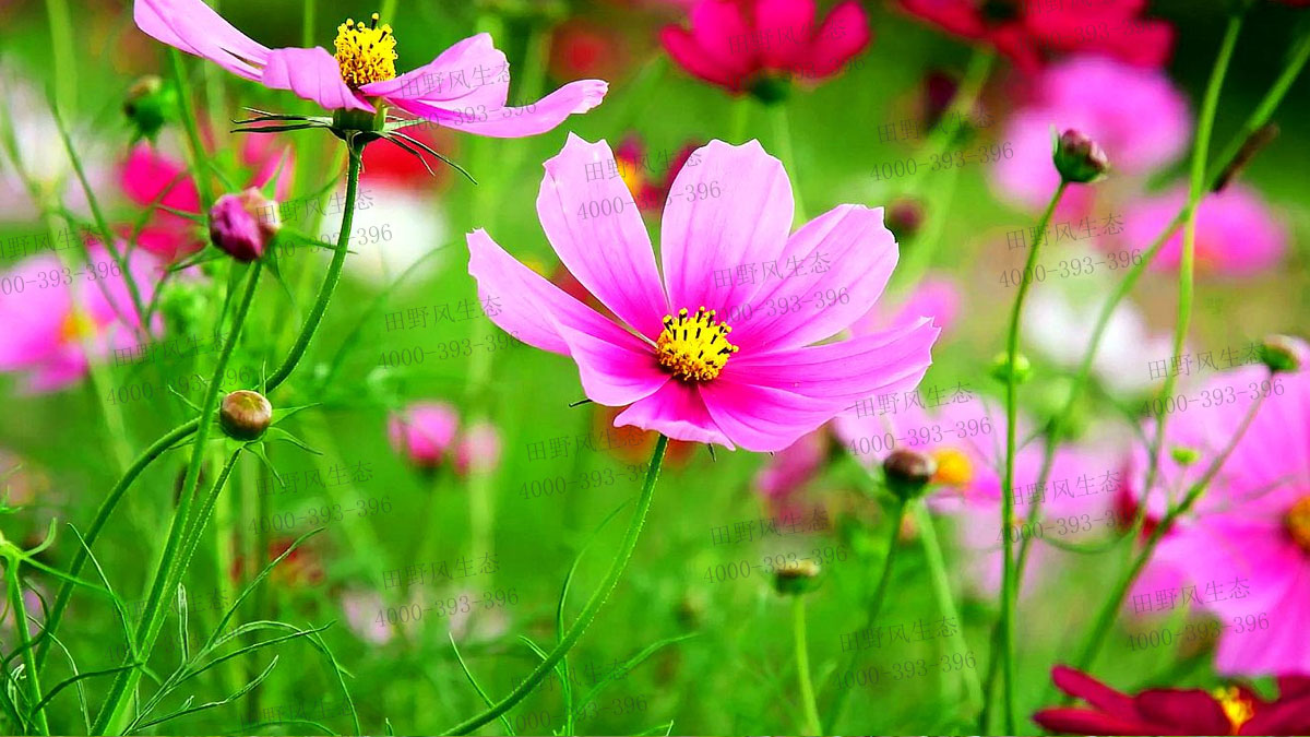 波斯菊種子 波斯菊種子